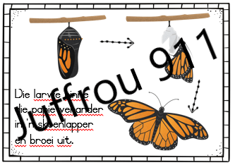 Die lewensiklus van 'n skoenlapper - Juffrou 911